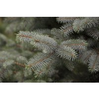 Nadelbäume u. Koniferen - Picea pungens Blue Diamond 25-30 cm