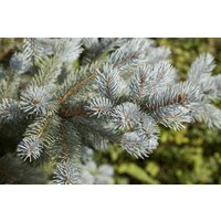 Nadelbäume u. Koniferen - Picea pungens 'Blue Mountain' 200-225 cm