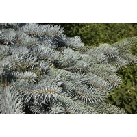 Nadelbäume u. Koniferen - Picea pungens 'Glauca Pendula' 100 cm Stammhöhe