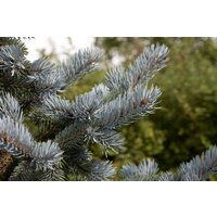 Nadelbäume u. Koniferen - Picea pungens 'Hoopsii' 50-60 cm