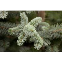 Nadelbäume u. Koniferen - Picea pungens 'Koster' 150-175 cm