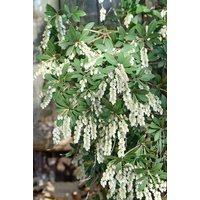 Rhododendren, Azaleen und Heide - Pieris japonica 'Stöckmann' 30-40 cm