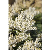 Rhododendren, Azaleen und Heide - Pieris japonica 'White Pearl' 25-30 cm
