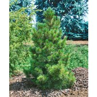 Nadelbäume u. Koniferen - Pinus cembra 100-125 cm
