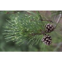 Nadelbäume u. Koniferen - Pinus densiflora 'Oculus-draconis' 80-100 cm