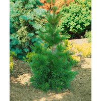 Kategorie <b>Nadelbäume u. Koniferen </b> - Pinus jeffreyi 60-80 cm