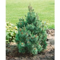 Kategorie <b>Produkt nicht gewünscht </b> - Pinus mugo 'Columnaris' 100-125 cm