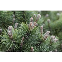 Kategorie <b>Produkt nicht gewünscht </b> - Pinus mugo 'March' 60-70 cm