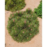 Kategorie <b>Nadelbäume u. Koniferen </b> - Pinus nigra 'Bambino' 25-30 cm