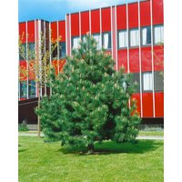 Nadelbäume u. Koniferen - Pinus nigra 'Compacta' 25-30 cm