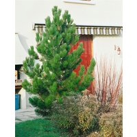 Kategorie <b>Nadelbäume u. Koniferen </b> - Pinus ponderosa 60-80 cm