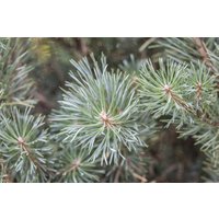 Nadelbäume u. Koniferen - Pinus sylvestris 'Chantry Blue' 20-25 cm
