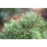 Nadelbäume u. Koniferen - Pinus uncinata 80-100 cm