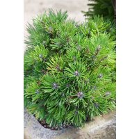 Nadelbäume u. Koniferen - Pinus uncinata 'Compacta' 30 cm Stammhöhe