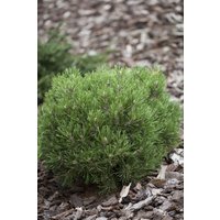 Nadelbäume u. Koniferen - Pinus uncinata 'Heideperle' 25-30 cm