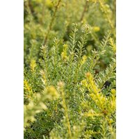 Kategorie <b>Nadelbäume u. Koniferen </b> - Podocarpus lawrencei 'Blue Gem' 30-40 cm