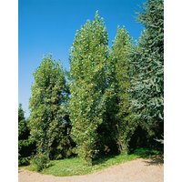 Laubbäume - Populus nigra 'Italica' 150-200 cm