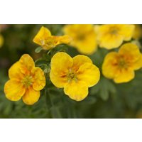 Kategorie <b>Produkt nicht gewünscht </b> - Potentilla fruticosa 'Mango Tango' 25-30 cm