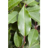 Kategorie <b>Produkt nicht gewünscht </b> - Prunus lusitanica 'Brenelia' 60-80 cm