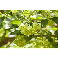 Kategorie <b>Produkt nicht gewünscht </b> - Ptelea trifoliata 80-100 cm