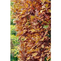 Kategorie <b>Laubbäume </b> - Quercus bimundorum 'Crimschmidt' 60-100 cm