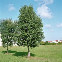 Kategorie <b>Laubbäume </b> - Quercus ilex 80-100 cm