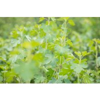 Kategorie <b>Beeren </b> - Ribes aureum 60-100 cm