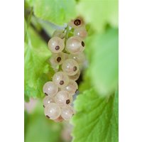 Kategorie <b>Beeren </b> - Ribes rubrum 'Witte Parel' 40-60 cm