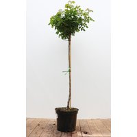 Kategorie <b>Produkt nicht gewünscht </b> - Rosa Black Forest Rose 90 cm Stammhöhe