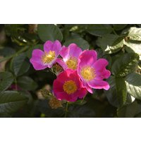Kategorie <b>Produkt nicht gewünscht </b> - Rosa carolina 60-100 cm
