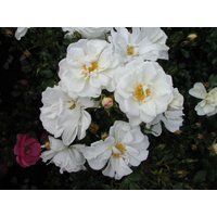 Kategorie <b>Produkt nicht gewünscht </b> - Rosa Diamant 90 cm Stammhöhe