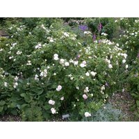 Kategorie <b>Produkt nicht gewünscht </b> - Rosa Felicite Parmentier 5-7,5 Liter Container (Wuchs jahreszeitlich)