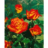 Kategorie <b>Produkt nicht gewünscht </b> - Rosa France Libre 7,5-10 Liter Container (Wuchs jahreszeitlich)