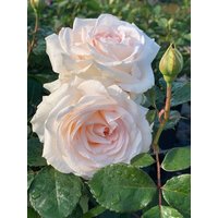 Kategorie <b>Produkt nicht gewünscht </b> - Rosa Gräfin Elke zu Rantzau 90 cm Stammhöhe