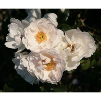 Kategorie <b>Produkt nicht gewünscht </b> - Rosa Hella 140 cm Stammhöhe