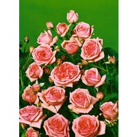 Kategorie <b>Produkt nicht gewünscht </b> - Rosa Kimono 110 cm Stammhöhe