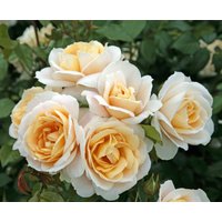Kategorie <b>Produkt nicht gewünscht </b> - Rosa Lion's Rose 90 cm Stammhöhe