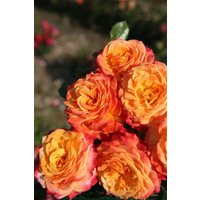 Kategorie <b>Produkt nicht gewünscht </b> - Rosa Meteor 90 cm Stammhöhe