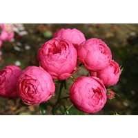 Kategorie <b>Produkt nicht gewünscht </b> - Rosa Pomponella 90 cm Stammhöhe