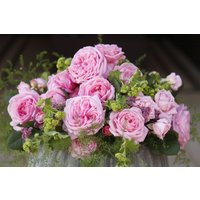 Kategorie <b>Produkt nicht gewünscht </b> - Rosa Rosengräfin Marie Henriette, Besond. rosa 90 cm Stammhöhe