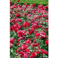 Kategorie <b>Produkt nicht gewünscht </b> - Rosa Rouge Meilove 110 cm Stammhöhe