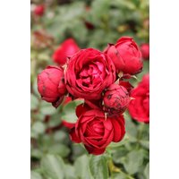 Kategorie <b>Produkt nicht gewünscht </b> - Rosa Till Eulenspiegel 90 cm Stammhöhe