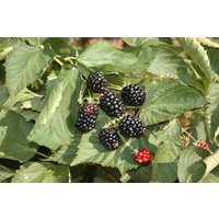 Kategorie <b>Produkt nicht gewünscht </b> - Rubus fruticosus Black Cascade 30-40 cm