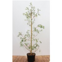 Laubbäume - Salix alba 'Tristis' 125-150 cm