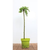 Kategorie <b>Produkt nicht gewünscht </b> - Salix arbuscula 30 cm Stammhöhe
