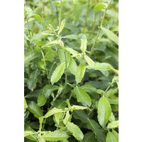 Kategorie <b>Laubbäume </b> - Salix cinerea 60-100 cm