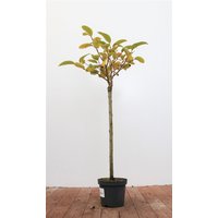 Kategorie <b>Laubbäume </b> - Salix moupinensis 60 cm Stammhöhe