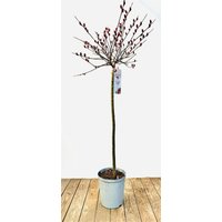 Kategorie <b>Laubbäume </b> - Salix 'Rotkätzchen' 40 cm Stammhöhe