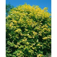Kategorie <b>Produkt nicht gewünscht </b> - Sambucus nigra 'Aurea' 80-100 cm