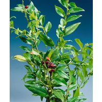 Kategorie <b>Kletterpflanzen </b> - Sarcococca confusa 2 Liter Container (Wuchs jahreszeitlich)